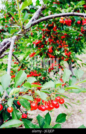 Michigan Traverse City, Old Mission Peninsula, Kirschgarten, Baum, Obst, Cerasus, Cluster, Landwirtschaft, Zweig, rot, MI080717102 Stockfoto