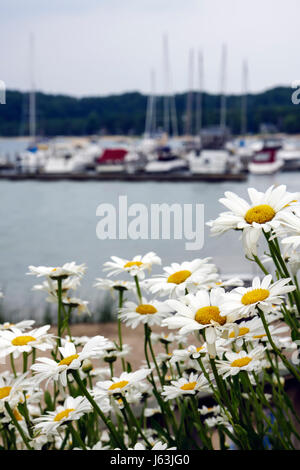 Michigan Traverse City, Old Mission Peninsula, West Arm Grand Traverse Bay, Bowers Harbour Marina, Gänseblümchen, Blumen, Blumen, Boote, Dock, Pier, MI080717110 Stockfoto