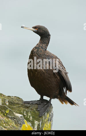 Mit rotem Gesicht Kormoran, Phalacrocorax Online Stockfoto