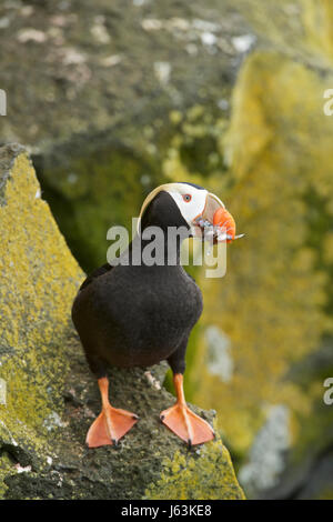 getuftete Papageientaucher (Fratercula Cirrhata), Alaska, Pribilof Inseln, Lager Meer Stockfoto