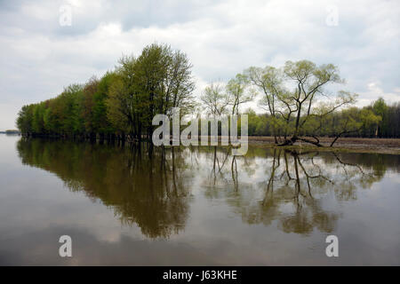 Michigan Saginaw, Johnny Panther Quest, Saginaw River, Cass, Tittabawasse, Shiawassee National Wildlife Refuge, Naturbootstour, Ökotourismus, Weidenbaum, Ohr Stockfoto