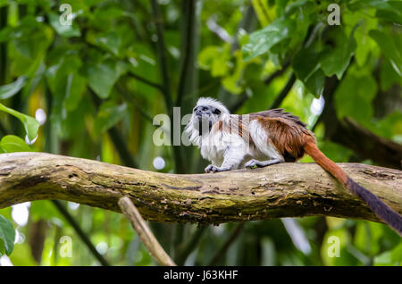 Lisztäffchen auf dem Zweig. Stockfoto