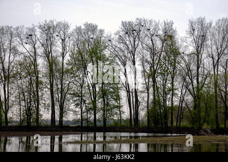 Michigan, MI, mich, Upper Midwest, Saginaw County, Saginaw, Johnny Panther Quest, Saginaw River Water, Cass, Tittabawasse, Shiawassee National Wildlife Refuge, n Stockfoto