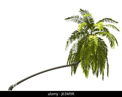 Palme Stockfoto