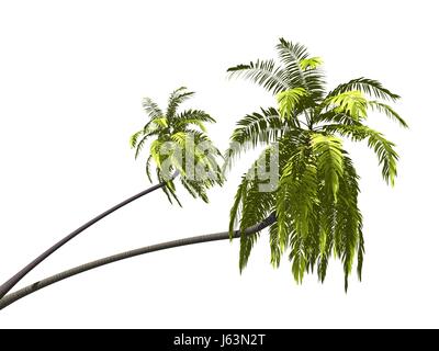 Palme Stockfoto