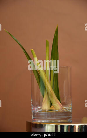 Glas Ingwer und Bael trocken im Spa. Stockfoto