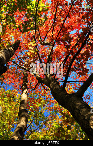 Baum Bäume Hölzer Ahorn Wald fallen Herbst blau erreichen Blatt große große große Stockfoto