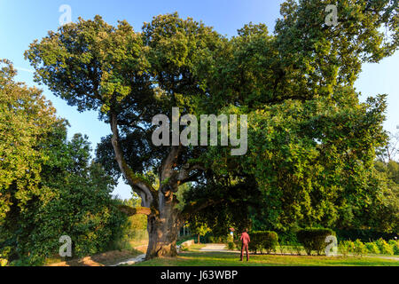 Frankreich, Charente, Cherves Richemont, Steineiche (Quercus ilex) vier Jahrhunderte alte klassifizierte bemerkenswerte Baum in der Charentes Weinberg Konservatorium Stockfoto