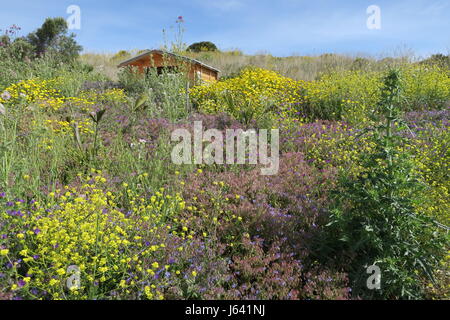 Einen schönen Blick auf bunte Natur Wenn bergauf in Richtung Reste der griechischen Theater in segesta Sizilien Insel. Stockfoto