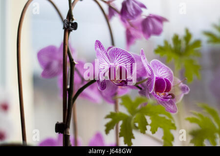 Nahaufnahme der Orchideen Blumen im Garten. Strauß Orchideen Blüten mit grünen Blättern Natur Hintergrund Stockfoto