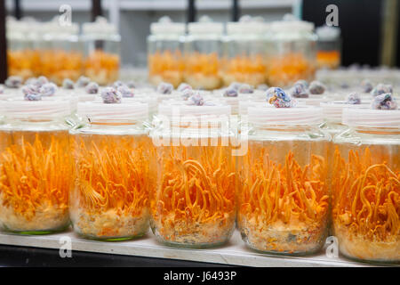 Cordyceps Militaris in Glasflaschen. Frische Cordyceps Militaris in Glasflaschen. Stockfoto