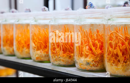 Cordyceps Militaris in Glasflaschen. Frische Cordyceps Militaris in Glasflaschen. Stockfoto