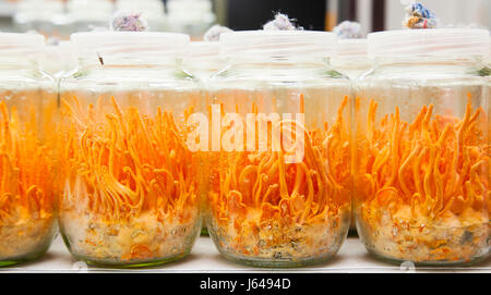 Cordyceps Militaris in Glasflaschen. Frische Cordyceps Militaris in Glasflaschen. Stockfoto