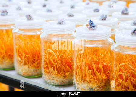 Cordyceps Militaris in Glasflaschen. Frische Cordyceps Militaris in Glasflaschen. Stockfoto