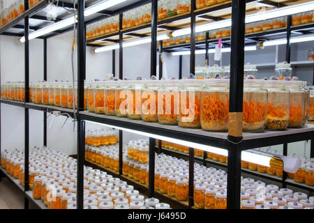 Rummet Svampar, Cordyceps Militaris in Glasflaschen. Frische Cordyceps Militaris in Glasflaschen. Stockfoto