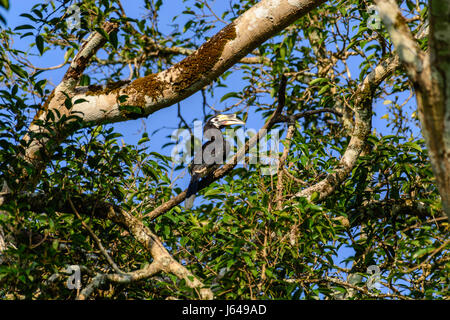 Oriental pied Hornbill (Anthracoceros Albirostris) ist über den Baumwipfeln im Dschungel eingebettet. Stockfoto