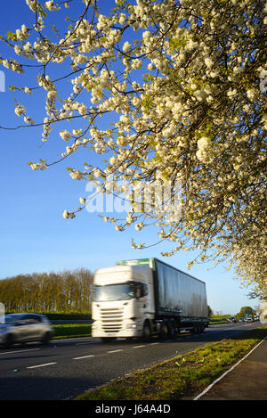 LKW vorbei am Straßenrand Cherry blossom Yorkshire Vereinigtes Königreich Stockfoto