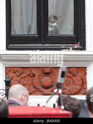 Eine Katze, Belieived, Julian Assange am Fenster der ecuadorianischen Botschaft in London nach Schwedens Leiter der Staatsanwaltschaft, Marianne Ny gehören beschlossen, die Ermittlungen gegen den WikiLeaks-Gründer einzustellen. Stockfoto