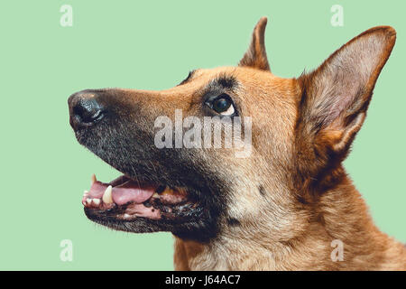 Deutscher Schäferhund auf grünem Hintergrund Spaß Stockfoto