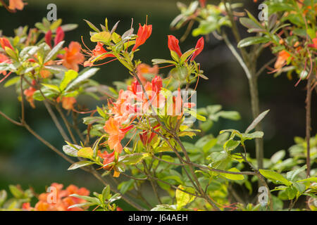Leuchtende Orangenblüten auf Azalea Gog Knaphill in voller Blüte. Stockfoto
