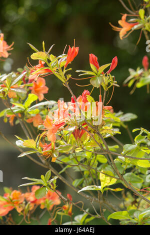Leuchtende Orangenblüten auf Azalea Gog Knaphill in voller Blüte. Stockfoto