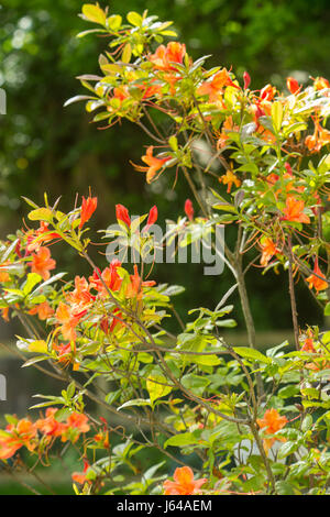 Leuchtende Orangenblüten auf Azalea Gog Knaphill in voller Blüte. Stockfoto