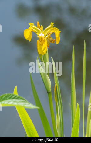 Iris Pseudacorus wächst in einem Gartenteich, gelbe Flagge Iris. Stockfoto
