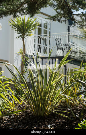 Ein Balkon mit Blick auf Phormium Tenax Variagata mit einer Cordyline Australis hinter wächst in einem Garten von Devon Stockfoto