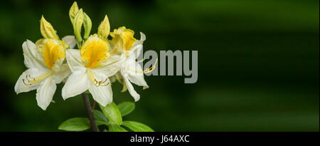 Azalea 'Daviesii' AGM (Gent), eine duftende Rhododendron Azalee Pflanze in Blüte. Stockfoto