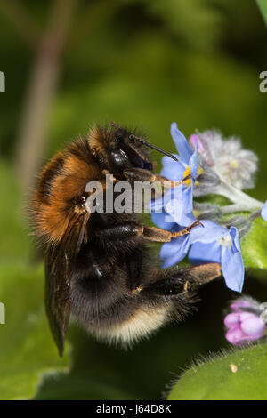 Bombus Hypnorum Königin Fütterung auf Holz-Vergissmeinnicht (Myosotis Sylvatica) Blumen Stockfoto