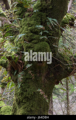 Epiphytisch gemeinsame Maisöl Farne (Polypodium Vulgare) wächst aus dem Moos bedeckten Stamm einer alten Eiche im Snowdonia National Park, Wales Stockfoto