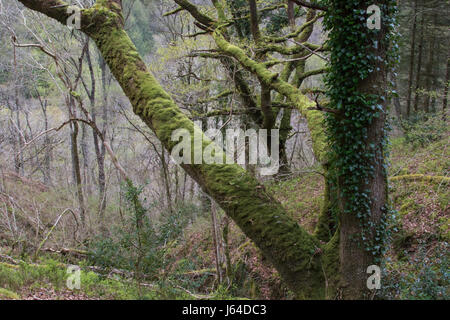 Eiche mit Teppichboden ausgelegt, mit Moos und Efeu in einem Laubwald im Snowdonia National Park, Wales Stockfoto