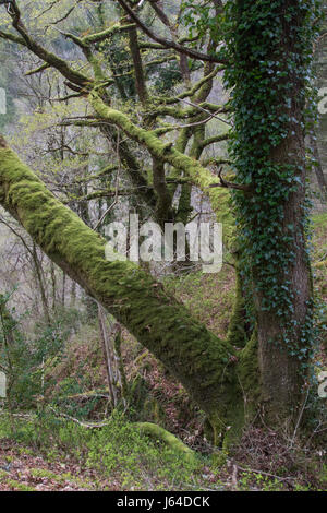 Eiche mit Teppichboden ausgelegt, mit Moos und Efeu in einem Laubwald im Snowdonia National Park, Wales Stockfoto