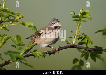 Gesang der männlichen Common Whitethroat (Sylvia Communis) Stockfoto