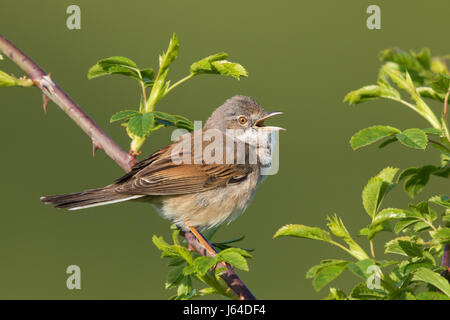 Gesang der männlichen Common Whitethroat (Sylvia Communis) Stockfoto