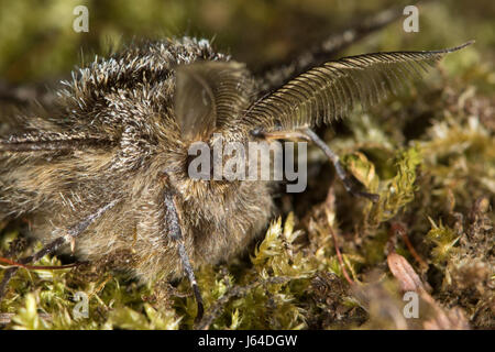 männlichen gestromt Schönheit (Lycia Hirtaria) Stockfoto