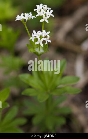 Waldmeister (Galium Odoratum) Blume Stockfoto
