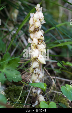 Toothwort (Lathraea Squamaria) Stockfoto