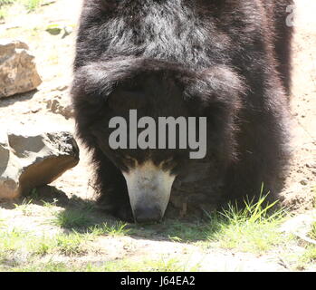 Indische Faultiere (Melursus Ursinus, Ursus Ursinus), alias asiatischen Labiated tragen. Stockfoto