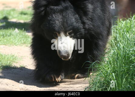 Indische Faultiere (Melursus Ursinus, Ursus Ursinus), alias asiatischen Labiated tragen. Stockfoto