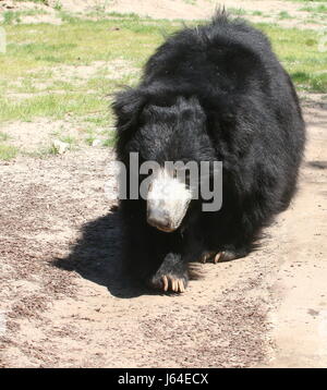 Indische Faultiere (Melursus Ursinus, Ursus Ursinus), alias asiatischen Labiated tragen. Stockfoto