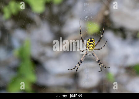 Eine große Spinne in Lecco, EU, Europa, Nord-Italien Stockfoto