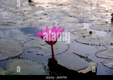 Eine "Lotusblüte" (technisch, ein Wasser-Lilly) auf "Red Lotus See", Kumphawapi, Provinz Udon Thani, Thailand. Stockfoto