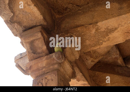 Spalten mit Steinbildhauen im Innenhof der Moschee Quwwat-Ul-Islam, Qutab Minar-Komplex, Delhi, Indien am 13 Februar 201 Stockfoto