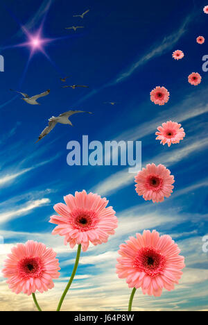 Vogel Blume Pflanze Wolke Daisy Firmament Himmel Glanz strahlt helles lucent Licht Stockfoto