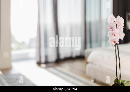 Weiß-rosa Orchideen im Schlafzimmer Stockfoto, Bild: 279780546 - Alamy Weiß-rosa Orchideen im Schlafzimmer Stockfoto, Bild: 279780546 - Alamy