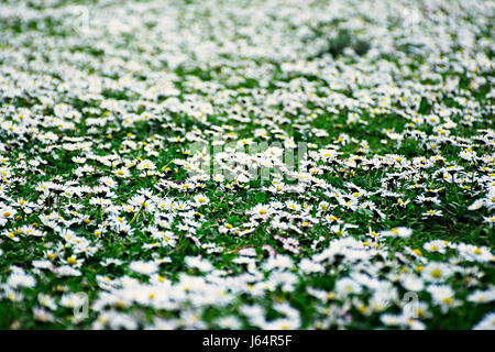 Daisy Blumen, Natur Uk, natürliche Welt. Wiese voller Gänseblümchen Gänseblümchen im Frühjahr blühen auf britische Wiese. Gänseblümchen Uk. England Frühling. Hintergrund. Stockfoto