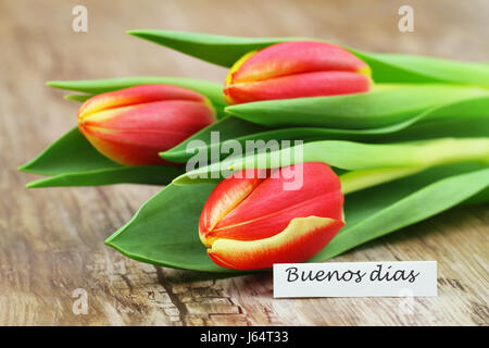 Buenos Dias (guten Morgen in Spanisch) Karte mit drei rote und gelbe Tulpen Stockfoto