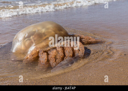 Brown-Quallen am Strand von Olonne-Sur-Mer in Frankreich gestrandet Stockfoto