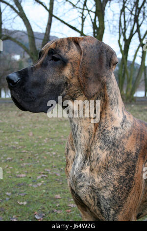 Hund Rüde Stammbaum Hund Mastiff Haustier Hund Hunde treu Watchdog männlich gewidmet Stockfoto